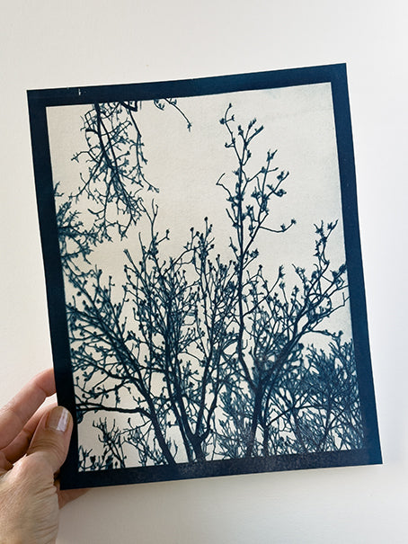 cyanotype originals – Roberta Hoiness Art
