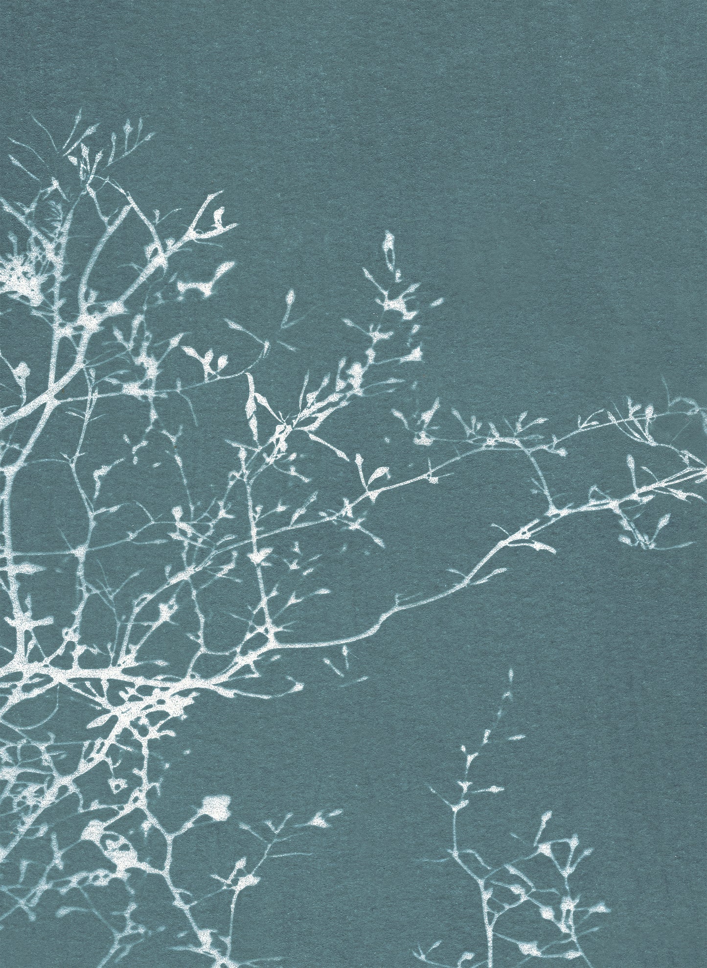 notecard set • in the stillness