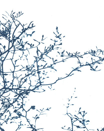 gift set • in the winter light