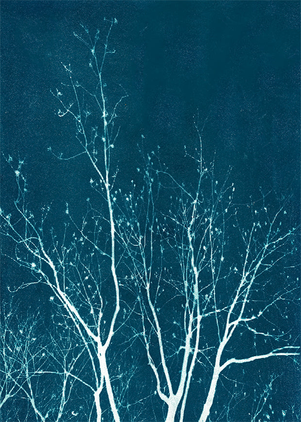 gift set • in the winter light