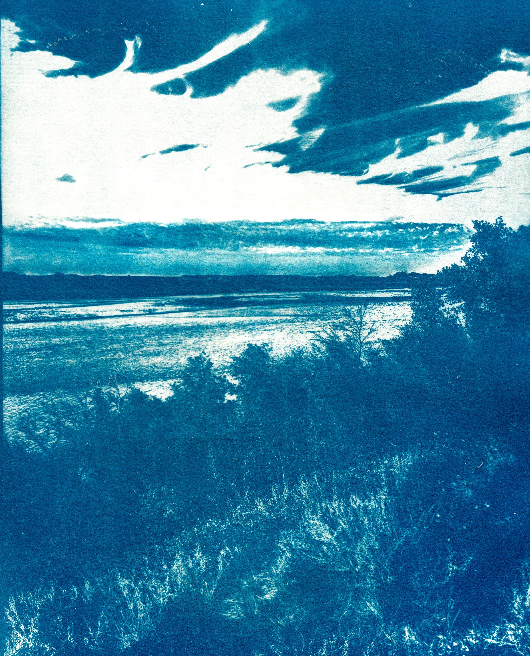 cyanotype originals – Roberta Hoiness Art