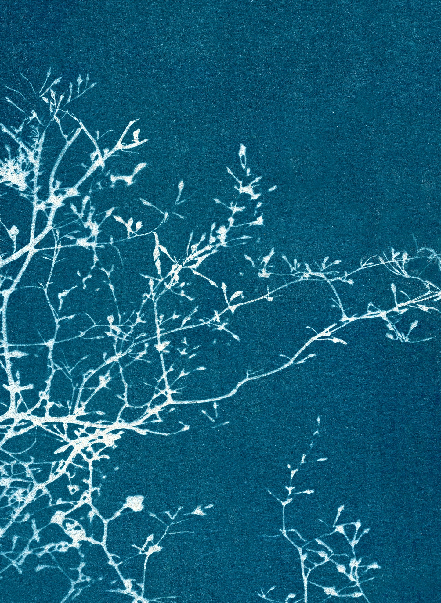 notecard set • in the stillness